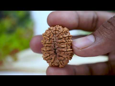 Rudraksha Product Image