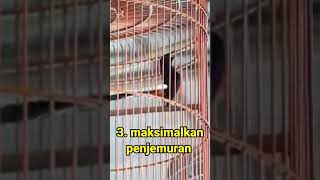 Download lagu rawatan murai birahi tinggi emosi kurang mp3