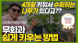 4개월 만에 수확하는 나무가 있다?? 신의 과일이라 불리는 무화과 쉽게 키우는 방법!!(행복한 무화과, 무화…