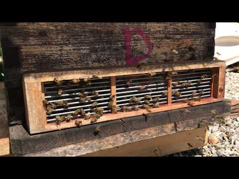 A importância da tela de alvado no recolhimento de enxames voadores.