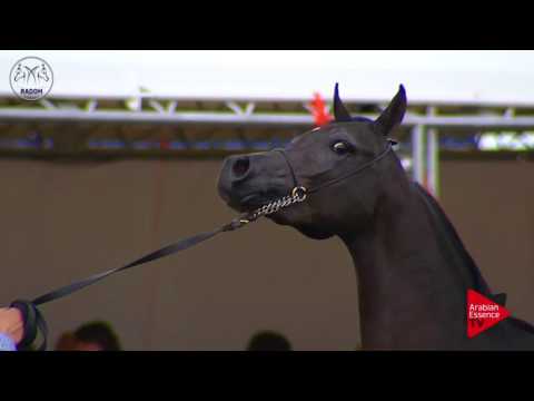 N.23 NORAN AL KHALEDIAH - Radom 2017 - 2 Years Old Fillies (Class 2)