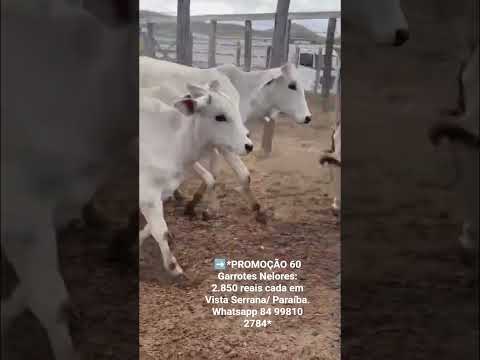 60 Garrotes Nelores: 2.850 reais cada em Vista Serrana/ Paraíba. Whatsapp 84 99810 2784*