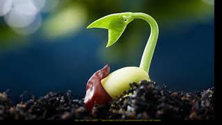 UNA PEQUEÑA ORACION