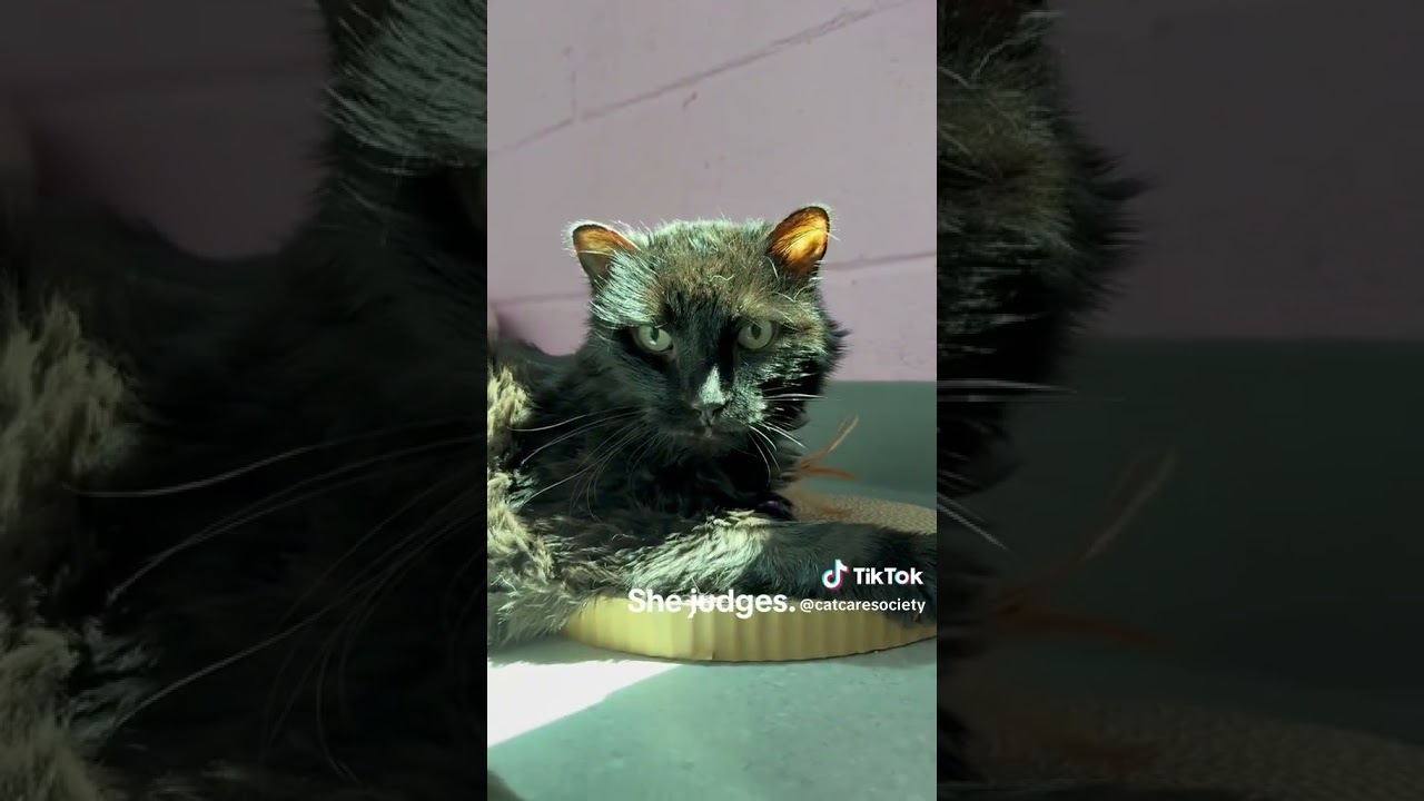 Enlarge Lilly, a Adoptable Domestic Long Hair in Lakewood, CO video 6/6