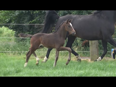 *2021 Hengst von So Perfect - Fidertanz SOLD!!!