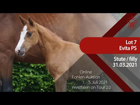 "Westfalen on Tour 2.0"-Auktion - Lot 7 Evita PS v. Escape Z - Heart Touch