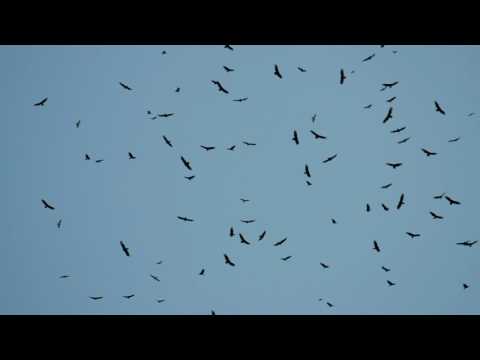 Video: Migracion de rapaces