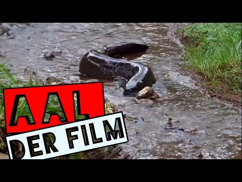 European eel short film: everything you need to know about eel fishing #fishing