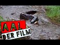 European Eel Short Film Everything You Need To Know About Eel Fishing Fishing