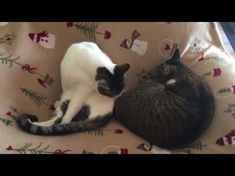 Kitties on a cold Jan. day