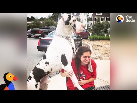 Great Dane Dog Pouts Until Mom Gives Him A Morning Hug - KERNEL | The Dodo