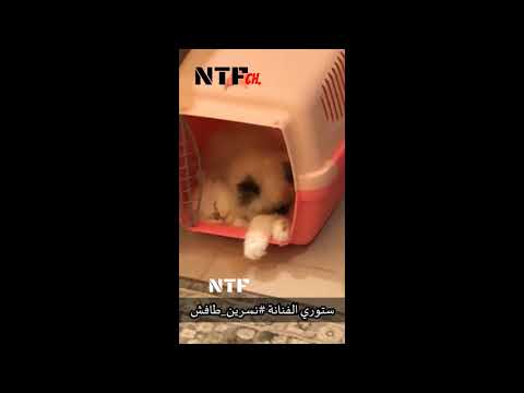 بالفيديو | الفنانة نسرين طافش تتبنى 4 قطط!