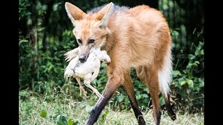 13 Leggy Facts About the Maned Wolf