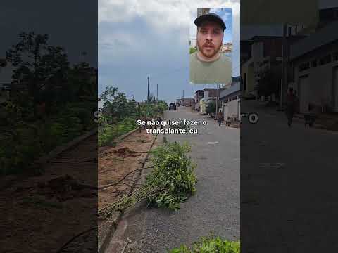 CORTARAM TODAS AS ÁRVORES!!! 🪵 #arborização #arvores #meioambiente