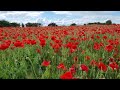 Flander field. beautiful red poppy fields. #4k UltraHD