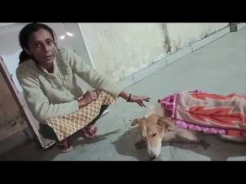 Hypothermic Paralyzed Street Dog Rescued From Greater Noida by @smartsanctuary