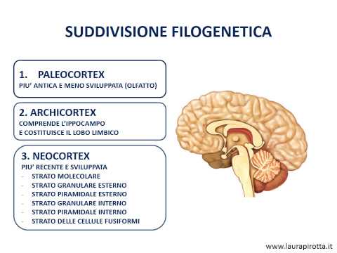 16. The cerebral cortex