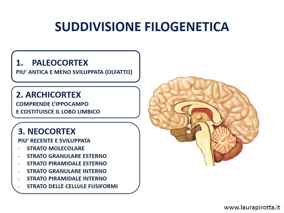 16. La corteccia cerebrale