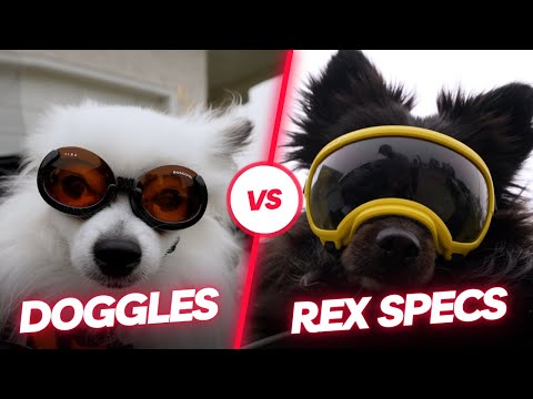 Doggles vs Rex Specs - Dog Goggles Review #doggles #rexspecs #pomeranian