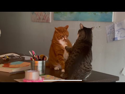 수컷 고양이들 멱살잡이 싸움 무편집영상