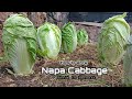 How To Grow Napa Cabbage Grow As Fast As Blow Growing Chinese Cabbage From Seeds To Harvest At Home