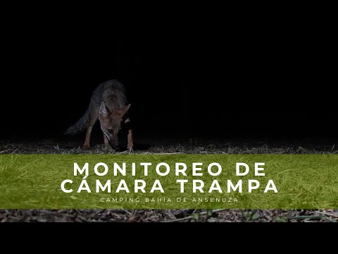 Cámara trampa en Reserva Bahía de Ansenuza - La Para, Córdoba