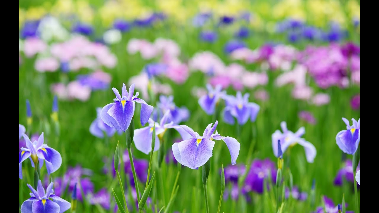 【バイノーラルビート】　高周波ガンマ波　脳の認知機能活性化　頭脳明晰、直観力、鬱病治療、ADD(注意欠陥)、ADHD(注意欠陥・多動性障害)　High-frequency gamma waves