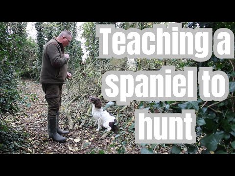 How To Teach A Young Spaniel To Hunt