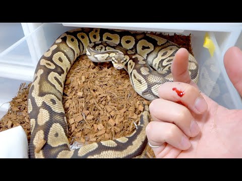 ヘビを引き寄せる匂い ヘビに対する漂白剤の使い方 庭の家の匂い 忌避剤のヒント