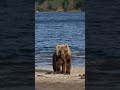 Brown Bear walking on lake shore #nature #wildlife #bear #brown #lake #beautiful #wonder HA58020
