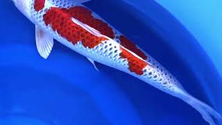 video van Kujaku 2401006