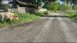 13 Novillos para Engorda de 250 kg - FEGOSA - Plaza Ganadera
