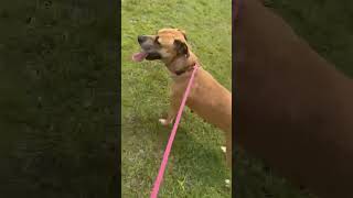 Video preview image #1 Labrador Retriever-Unknown Mix Puppy For Sale in Woodbury, NY, USA