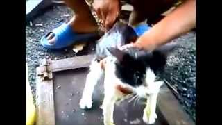 How To Clean & Dry Your Cat the Right Way..