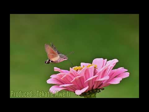 Arokau Ae Te Booi (Karaoke)