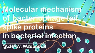 Molecular mechanism of bacteriophage tail spike proteins in bacterial infection