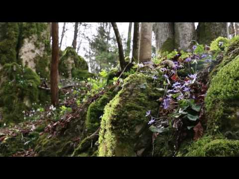 Relaxing Bird Sounds in The Forest 1 Hour