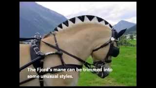 Fun Facts About Norwegian Fjord Horses