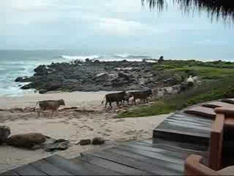 Cow Crossing at Casa Majahua