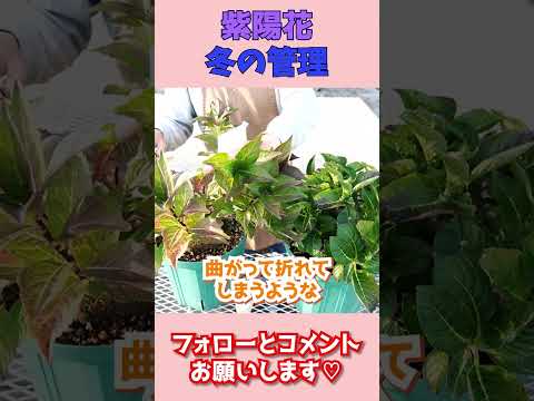 冬にはアジサイに水やりをするべきですか？避けるべき間違い  庭園