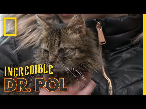 A Cat With the Common Cold | The Incredible Dr. Pol - YouTube