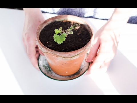 Odling: Att göra i mars