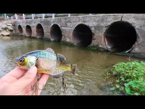 Catching DOUBLE DIGIT Bass w/ HUGE Lures (Bed Fishing)