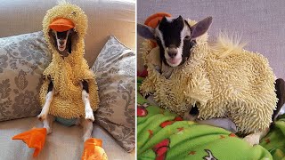 This Adorable Duck-goat Is Generating Quite A Stir On Instagram, And It's Easy To See Why