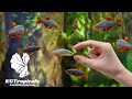 Best Fish For Home Small Aquarium