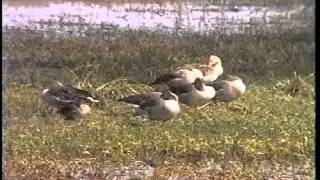 preview picture of video 'bharatpur bird sanctuary'