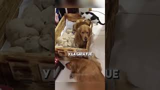 Este hombre discriminaba a su perro 😢