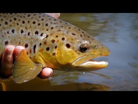 Freshwater video of Rainbow trout uploaded by Lucas Denasio