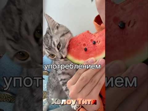 экономлю кошачье время часть 78