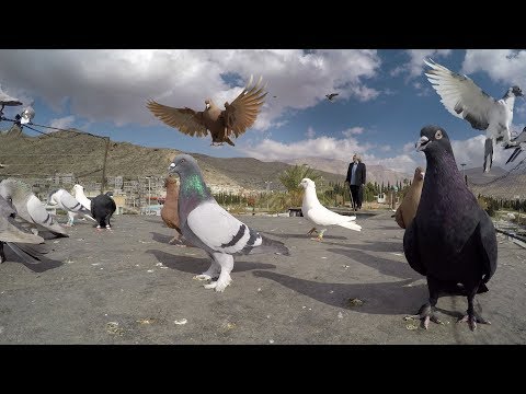 trailer